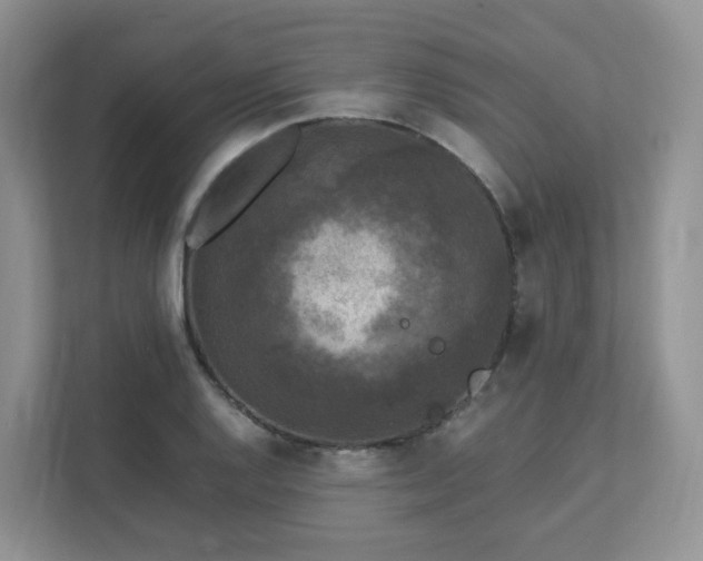 X0000111531128200907211239