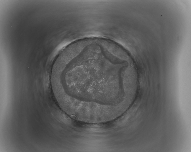 X0000111531359200907211236