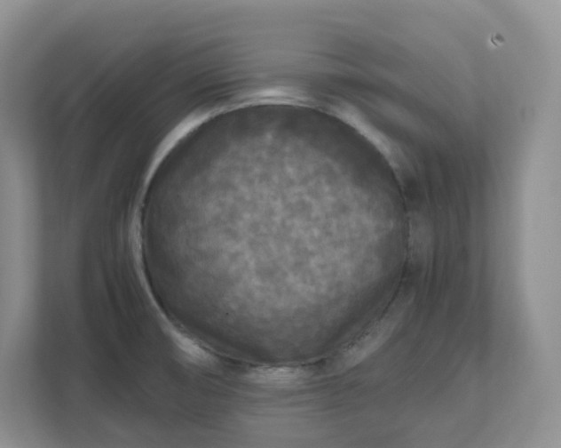 X0000111531474200907211234