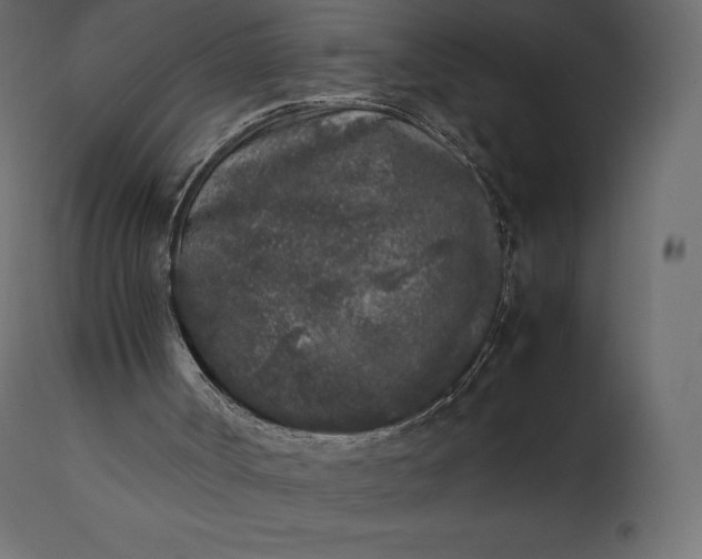 X0000111530002200907281413