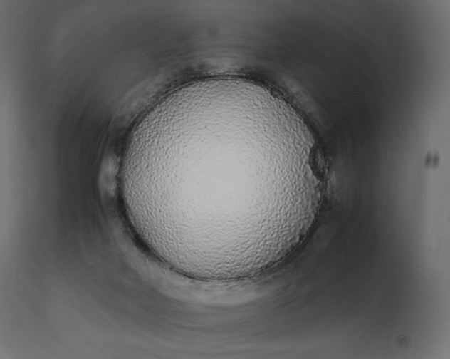 X0000111530026200907281413