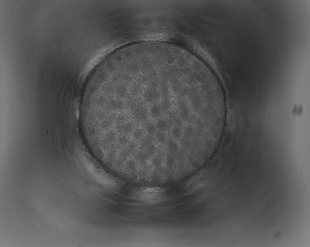 X0000111530059200907281412