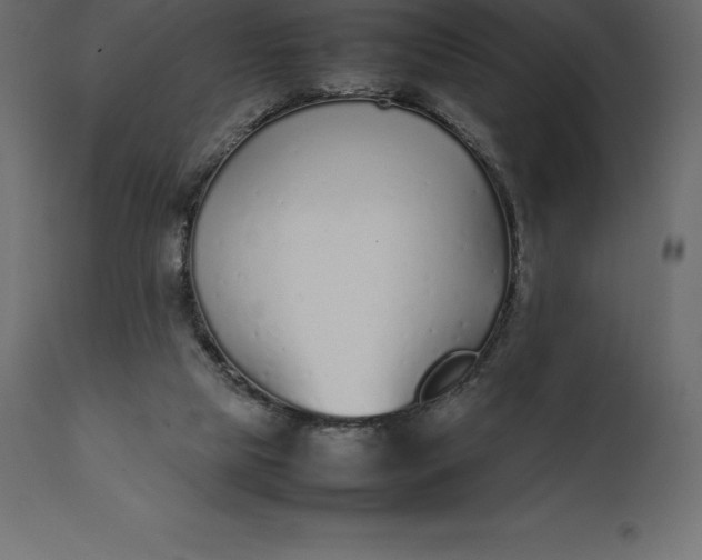 X0000111530065200907281412