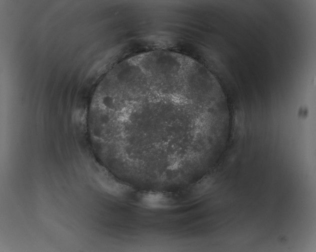 X0000111530177200907281411