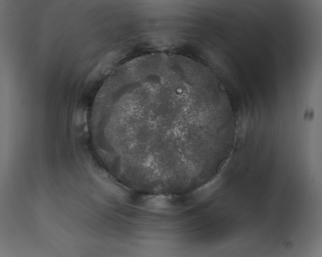 X0000111530182200907281411