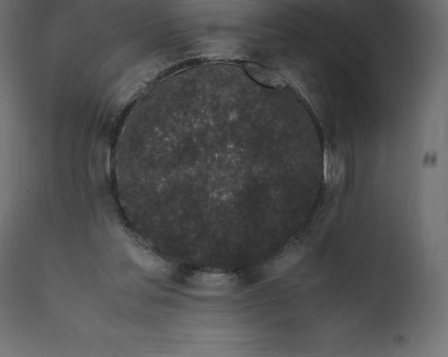 X0000111530205200907281410