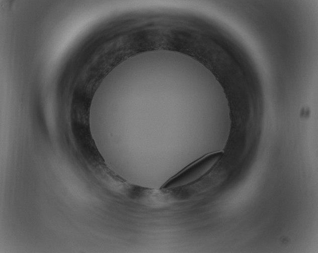 X0000111530239200907281410