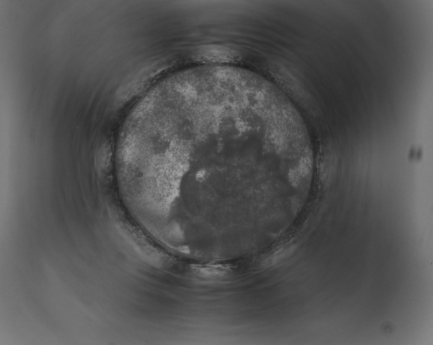 X0000111530359200907281408