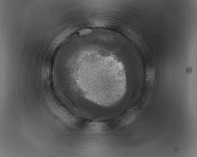 X0000111530444200907281406