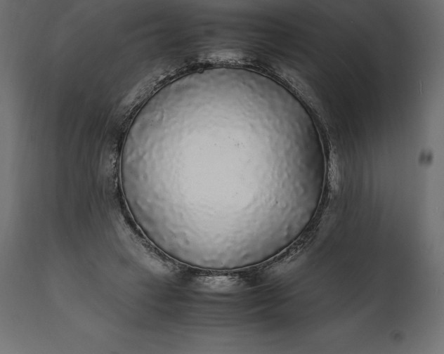 X0000111530449200907281406