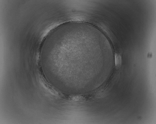 X0000111530579200907281405