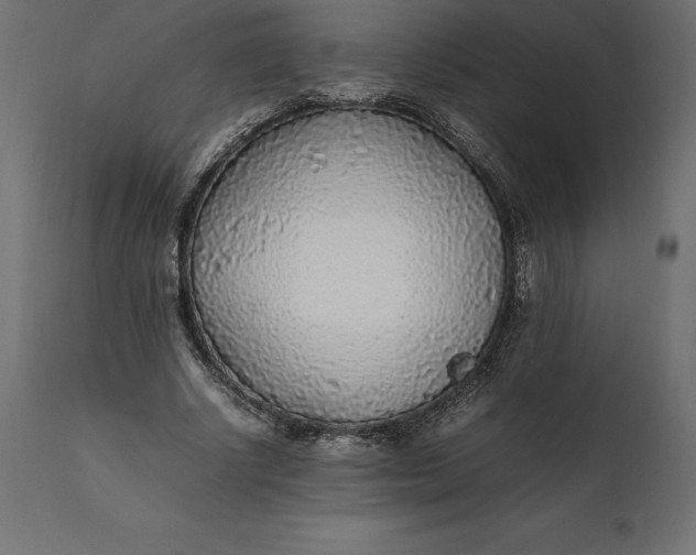 X0000111530634200907281403