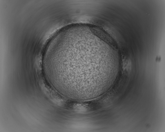 X0000111530680200907281403