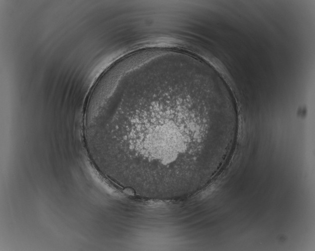 X0000111530850200907281401