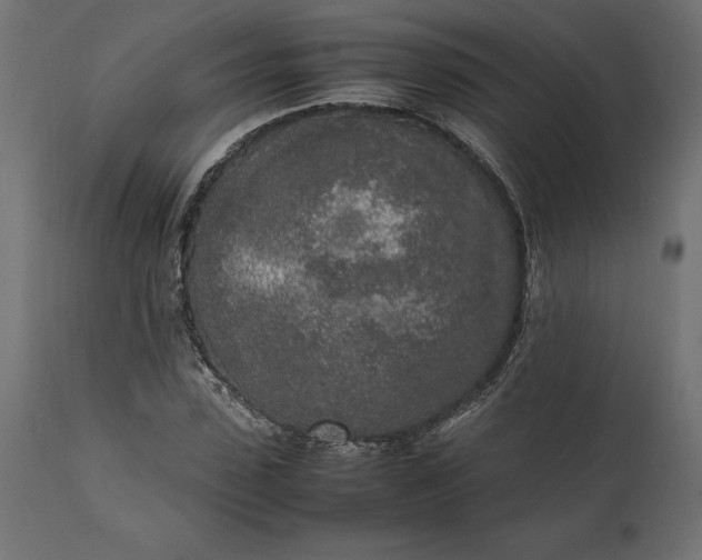 X0000111530923200907281359