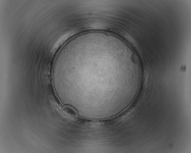 X0000111530930200907281359