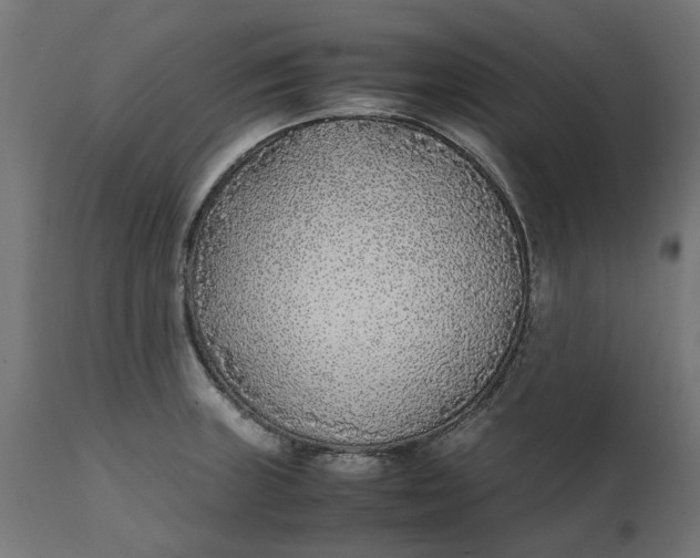 X0000111531235200907281355