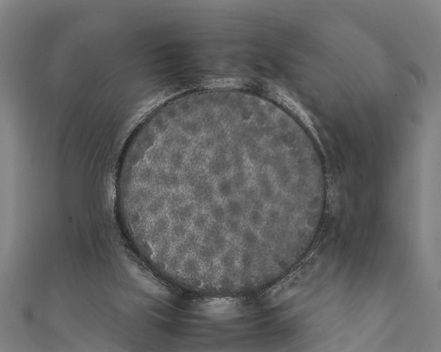 X0000111530059200908041313