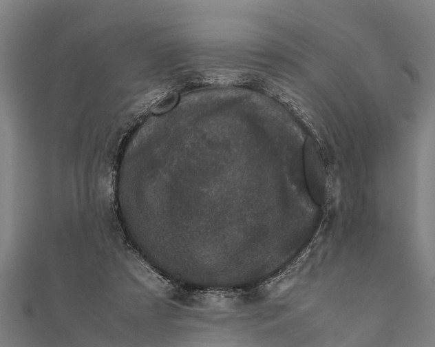 X0000111530305200908041310