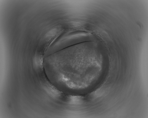 X0000111530336200908041310