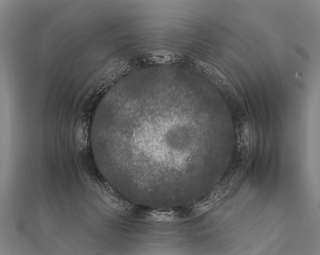 X0000111530606200908041306