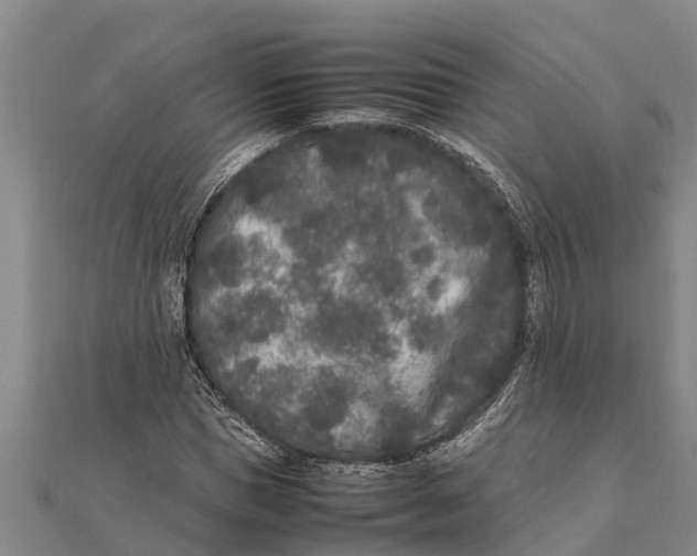 X0000111530921200908041301