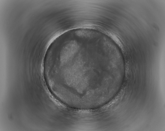 X0000111530944200908041302