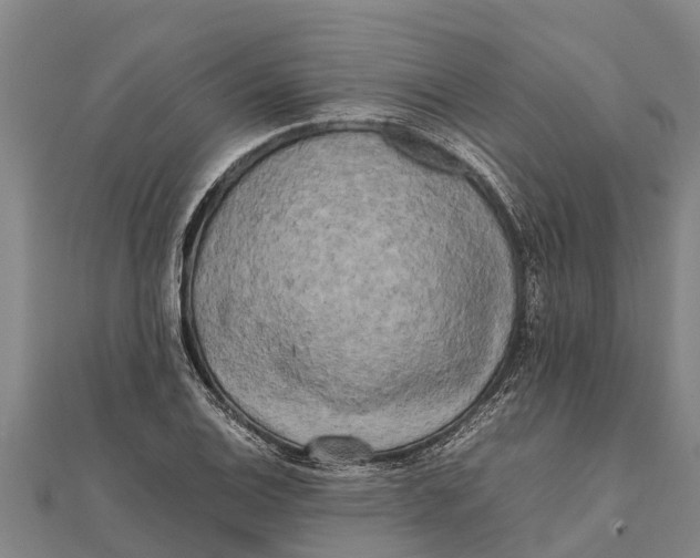 X0000111531124200908041259