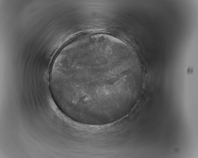 X0000111530002200908111238