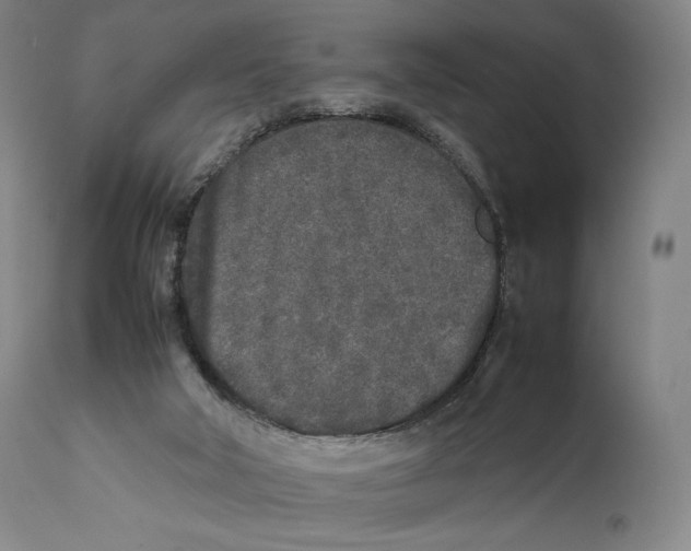 X0000111530018200908111238