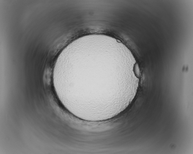 X0000111530026200908111238