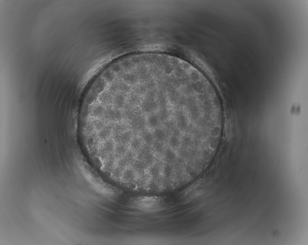 X0000111530059200908111237