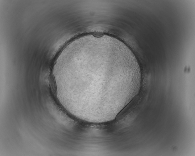 X0000111530064200908111237