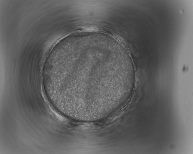 X0000111530097200908111236