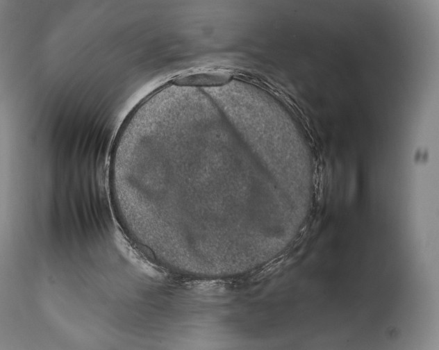 X0000111530100200908111236