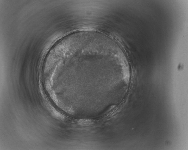 X0000111530145200908111235