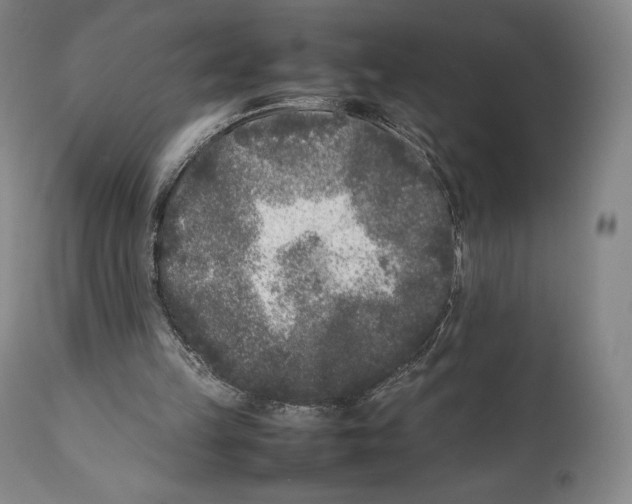 X0000111530149200908111235