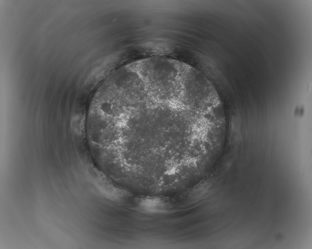 X0000111530177200908111236