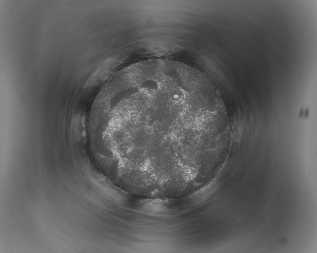 X0000111530182200908111236