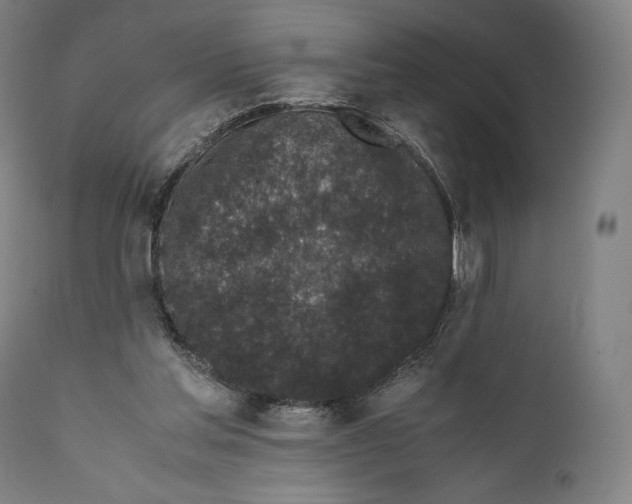 X0000111530205200908111235