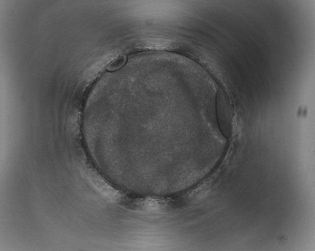 X0000111530305200908111233