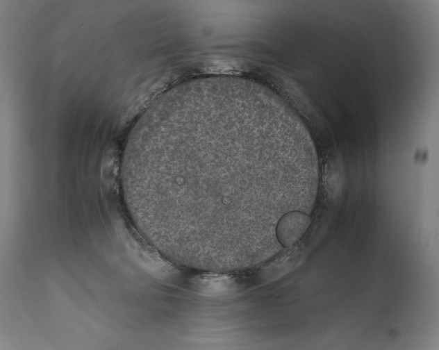 X0000111530322200908111233