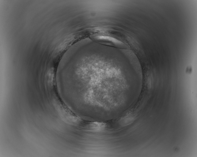 X0000111530328200908111233