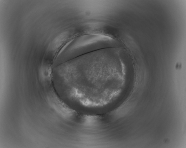 X0000111530336200908111233