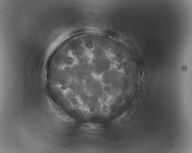 X0000111530343200908111232