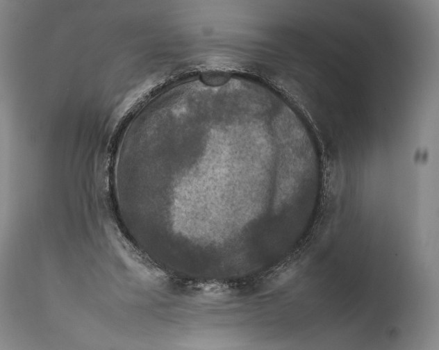 X0000111530395200908111232