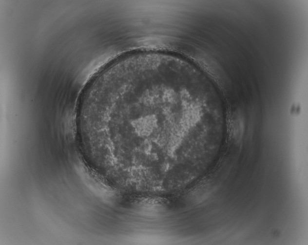 X0000111530488200908111230