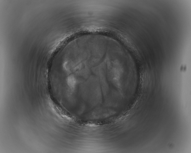 X0000111530592200908111228