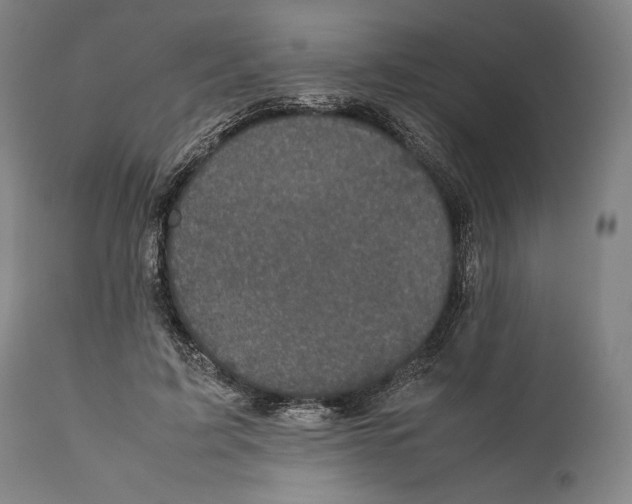 X0000111530595200908111228