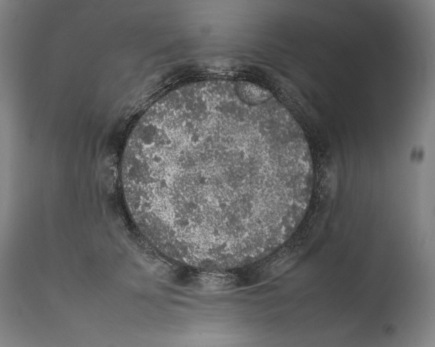 X0000111530707200908111226